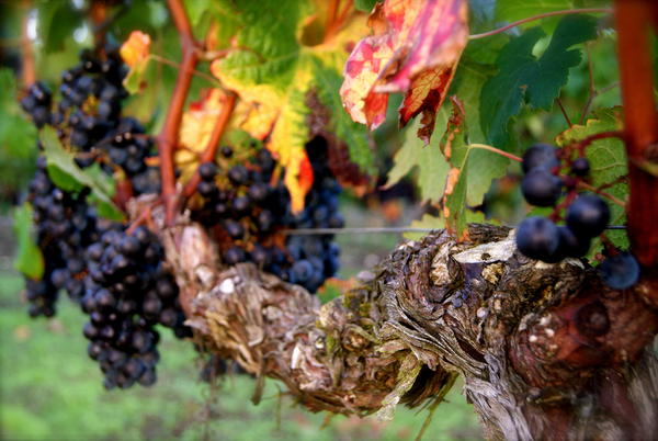 Vendanges 2012 1