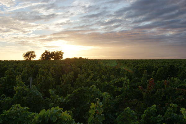 Vendanges 2012 2