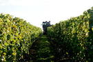 Vendanges 2011