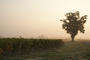 boisselard