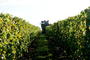 Vendanges 2011