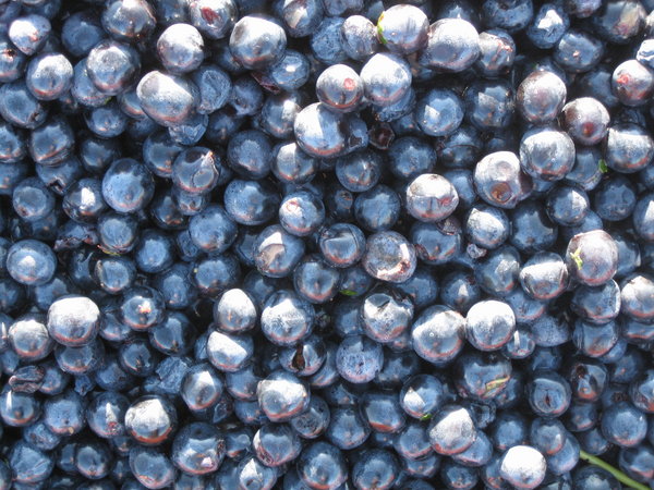 Les Raisins