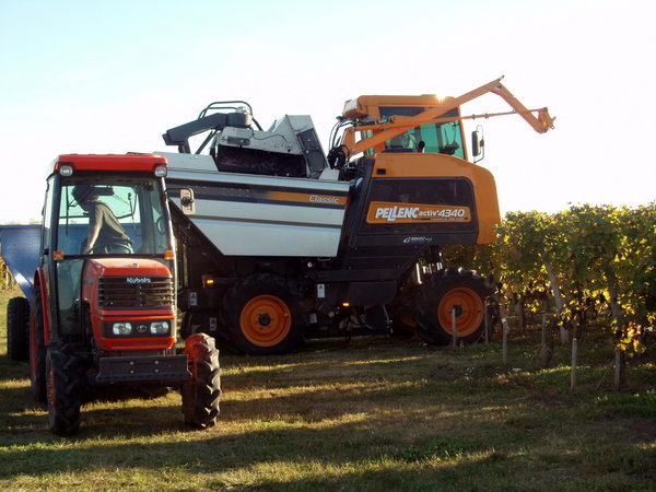 Les vendanges des Cabernets